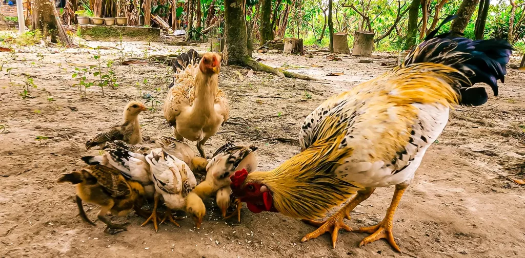 sekelompok ayam terdiri dari seekor jantan, seekor betina, dan tujuh anakan sedang memakan beras di halaman terbuka dengan latar pepohonan kakao dan pisang.