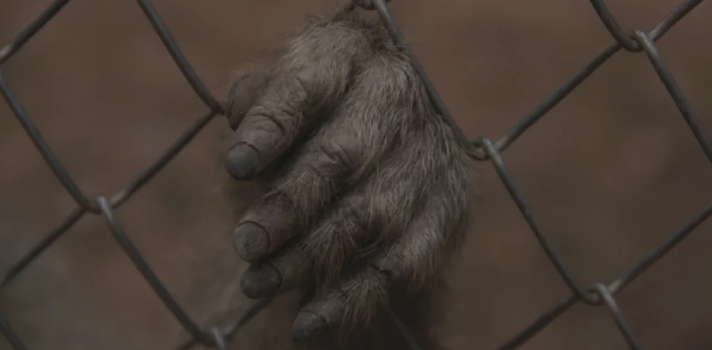 tangan seekor primata memegang pagar besi