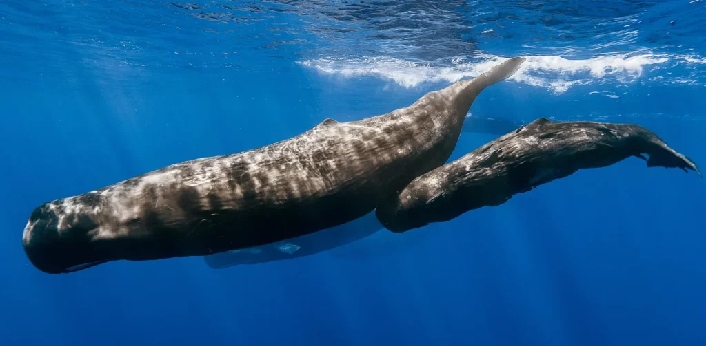 induk paus sperma dan anaknya di lautan