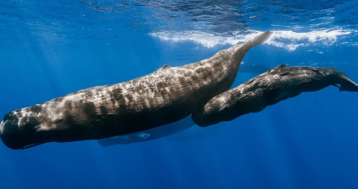 induk paus sperma dan anaknya di lautan