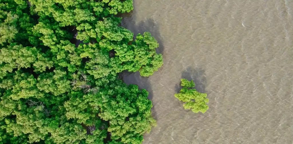 potret udara hutan mangrove menjorok ke badan air.