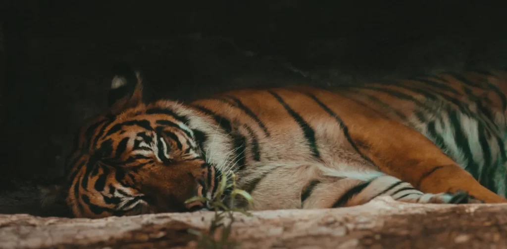 seekor harimau sumatera sedang tidur