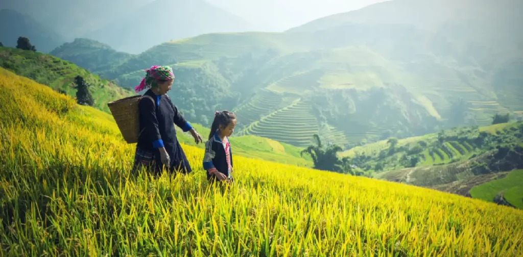 ibu dan anak berdiri diantara tanaman padi di sawah terasering