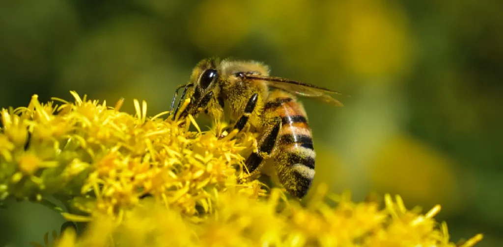 seekor lebah berada di atas bunga berwarna kuning