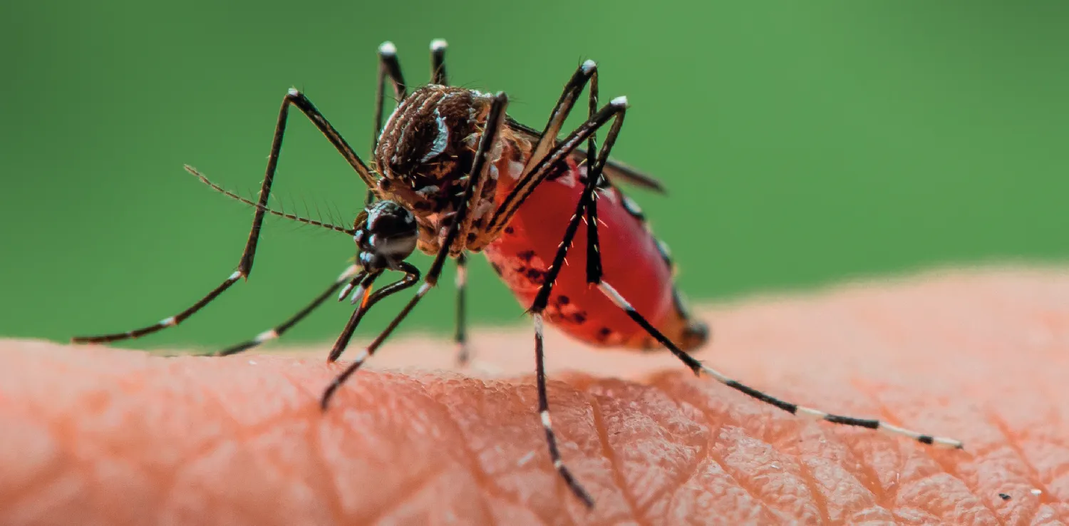 Nyamuk demam kuning (Aedes aegypti) yang menghisap darah di kulit.