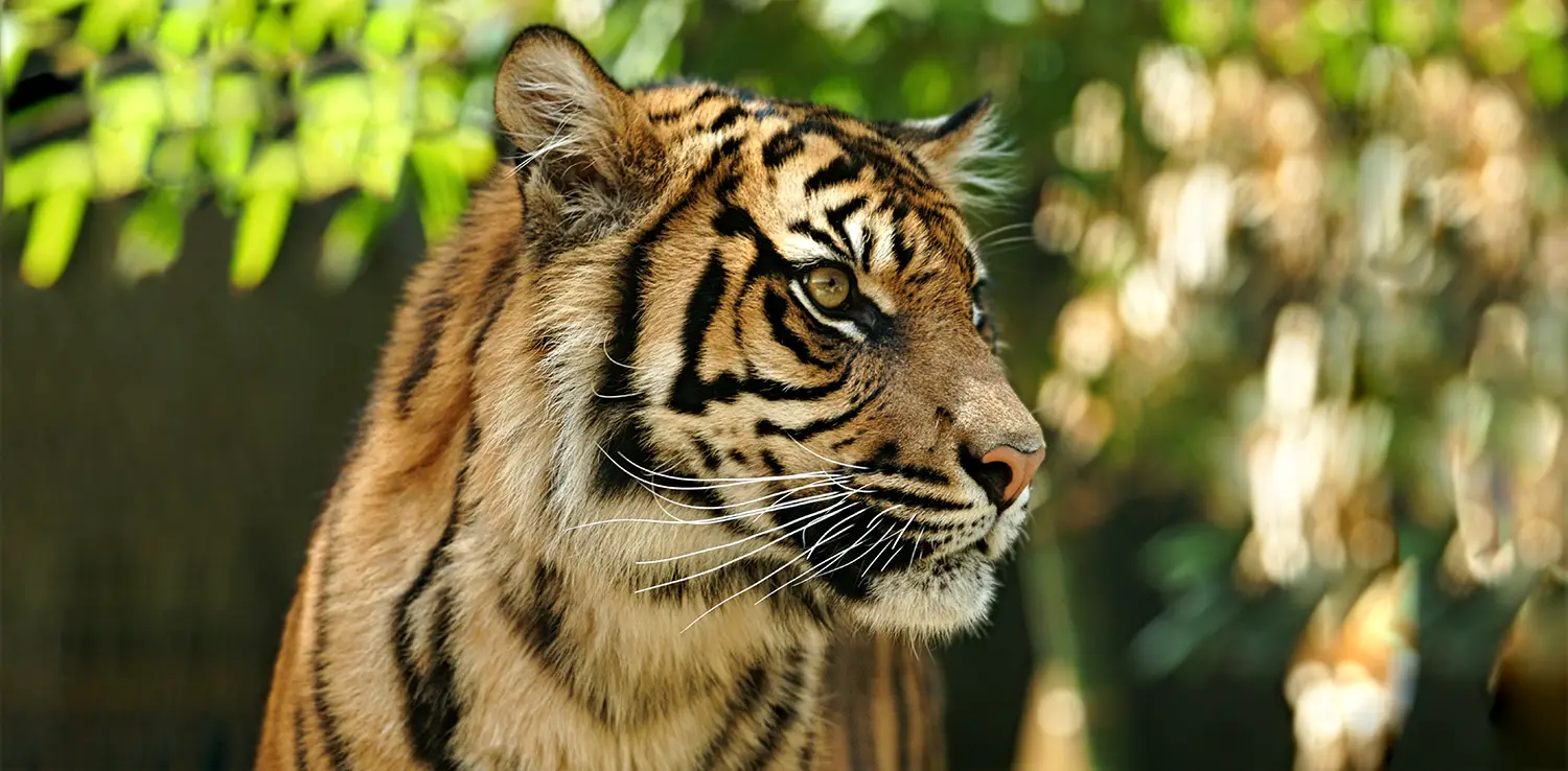 Harimau Sumatera yang terancam punah