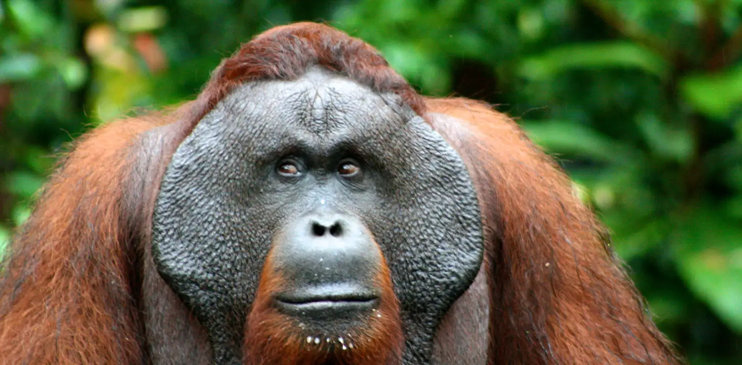 Orangutan Kalimantan jantan di Taman Nasional Tanjung Puting