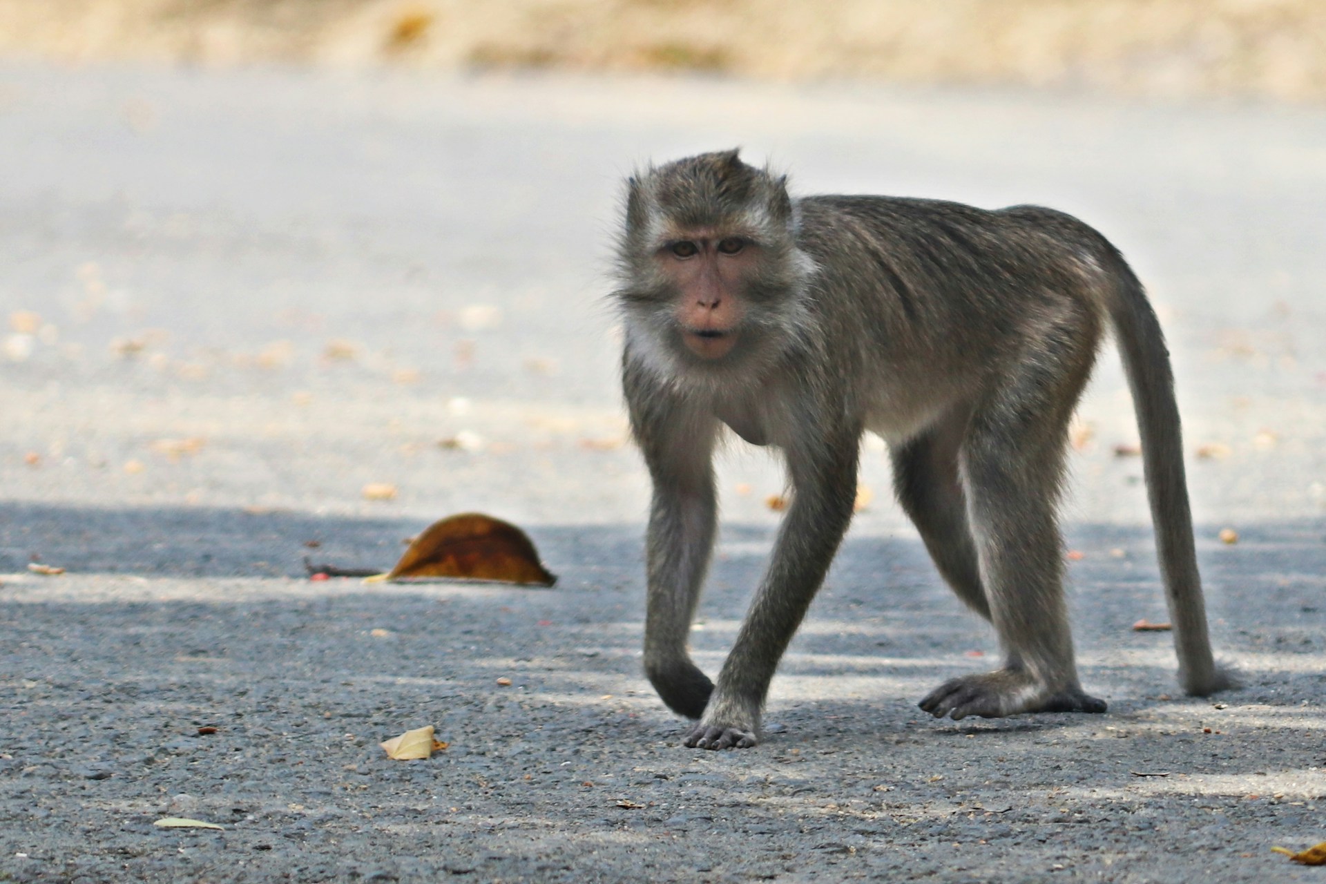 seekor monyet di jalanan
