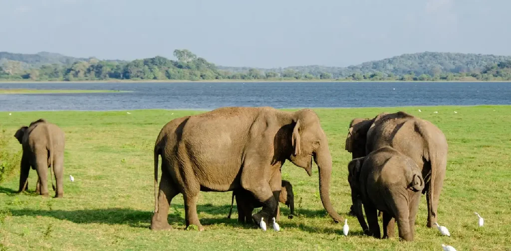 gajah Asia di dekat danau