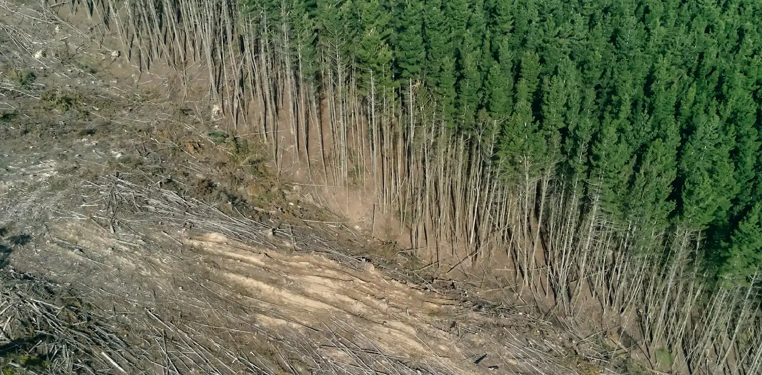 Hamparan hutan yang terdeforestasi sebagian.