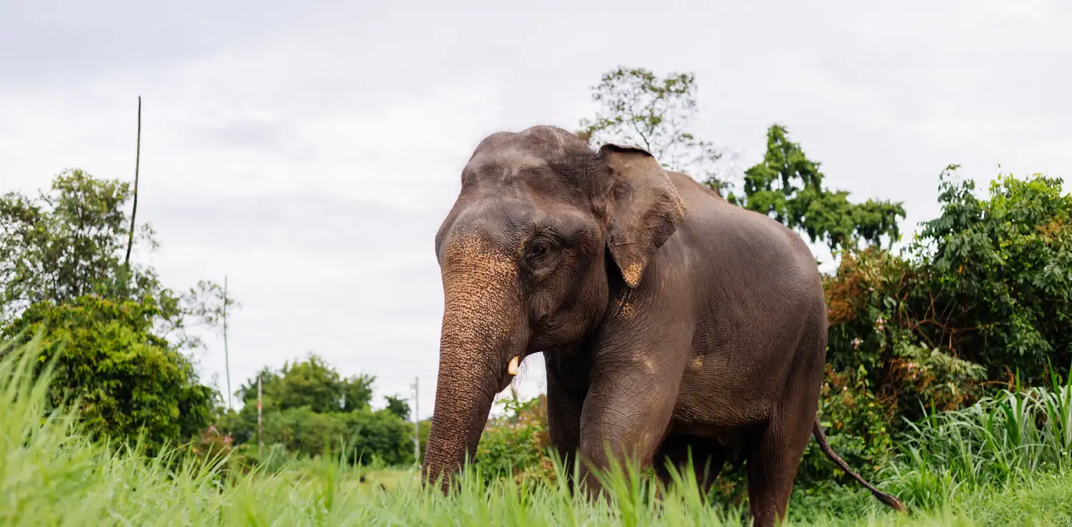 seekor gajah berjalan di ladang berumput