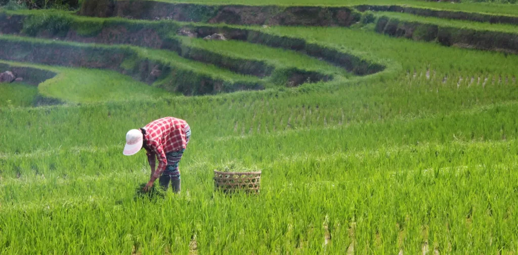 seorang perempuan menanam padi di tengah sawah di siang hari