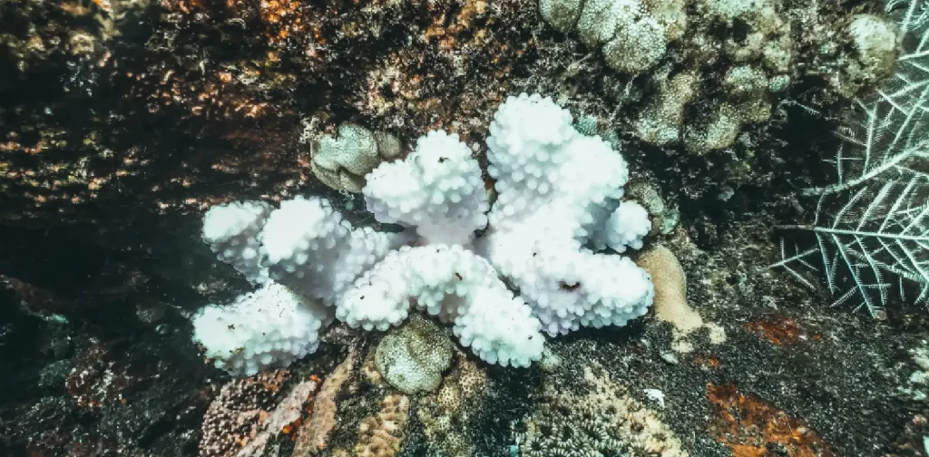 karang yang memutih di tengah karang yang sehat