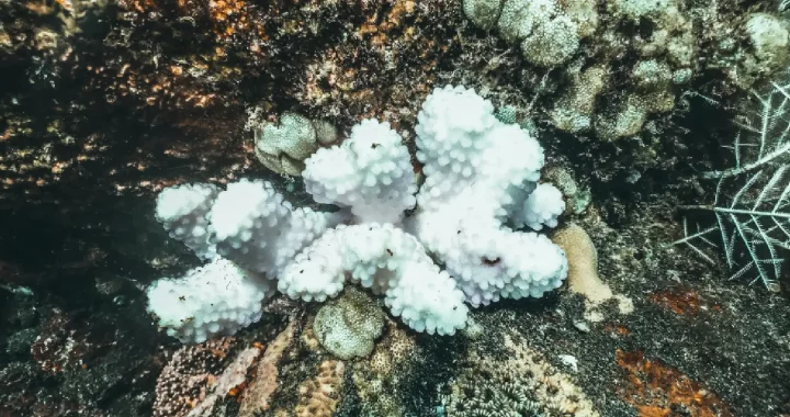 karang yang memutih di tengah karang yang sehat