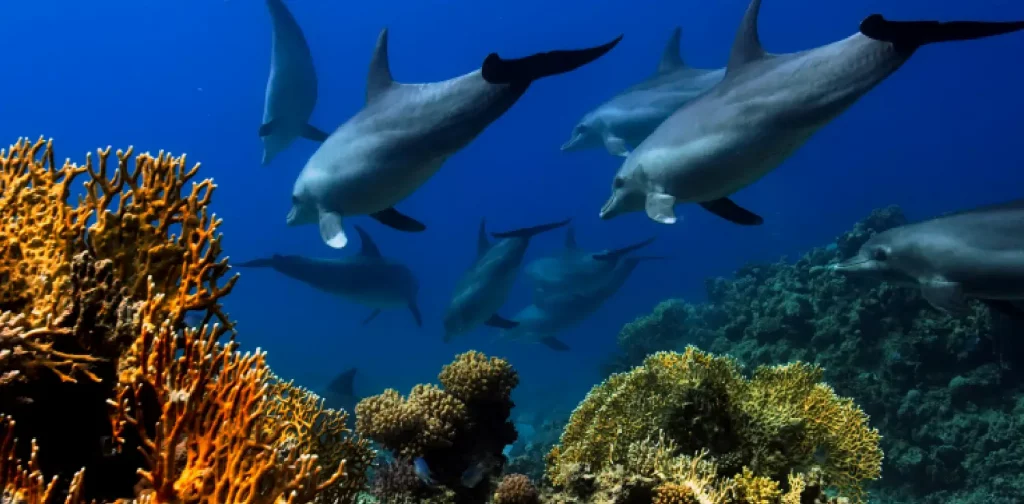 sekelompok lumba-lumba berenang di atas terumbu karang