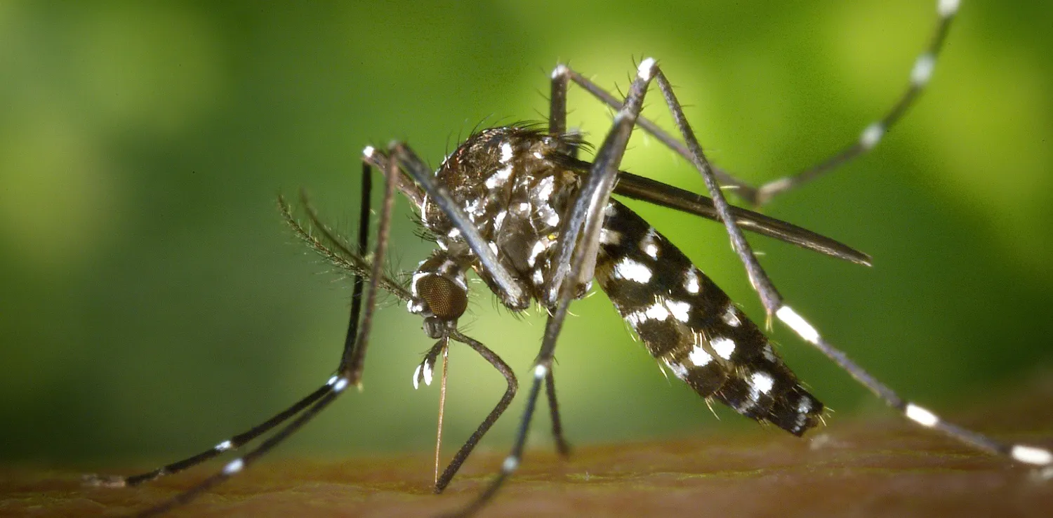 foto close up nyamuk Aedes aegypti penyebab demam berdarah