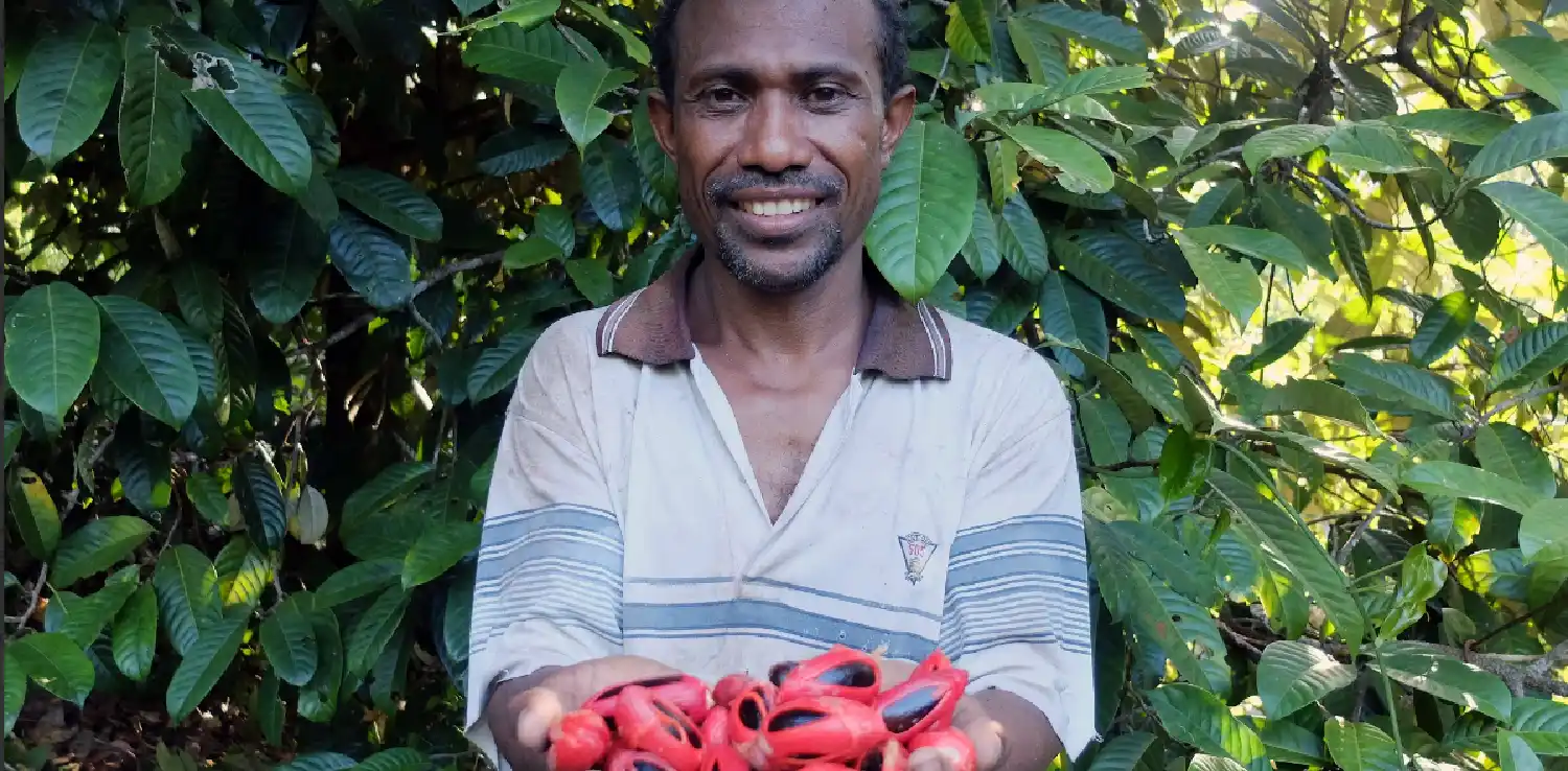Seorang Pria Papua Memperlihatkan Buah Pala