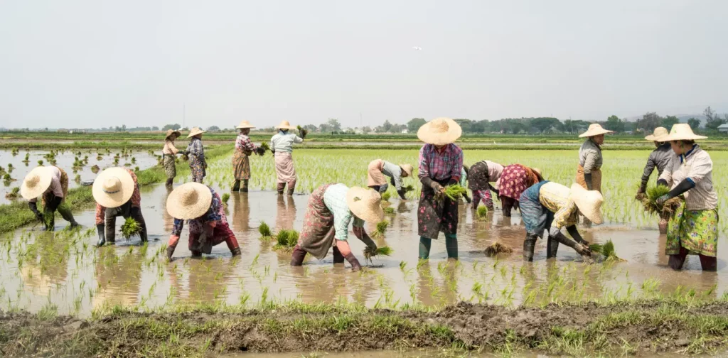 beberapa petani memakai caping sedang menanam padi