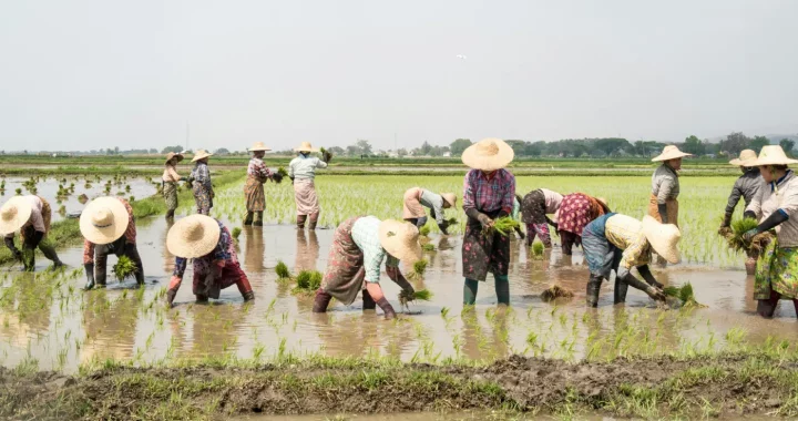 beberapa petani memakai caping sedang menanam padi