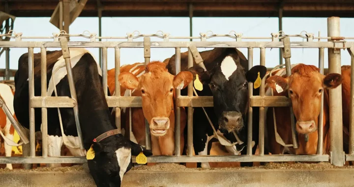 sapi-sapi menjulurkan leher di kandang yang sempit