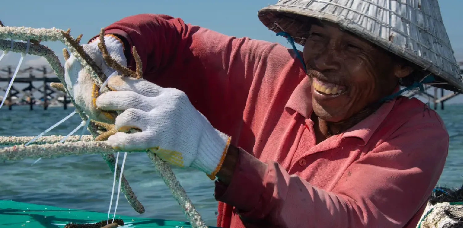 Seorang laki-laki, sambil berenang di permukaan laut, sedang menempel fragmen karang hidup pada rangka besi dalam proses restorasi terumbu karang.