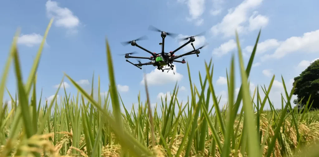 drone terbang di atas sawah