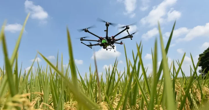 drone terbang di atas sawah