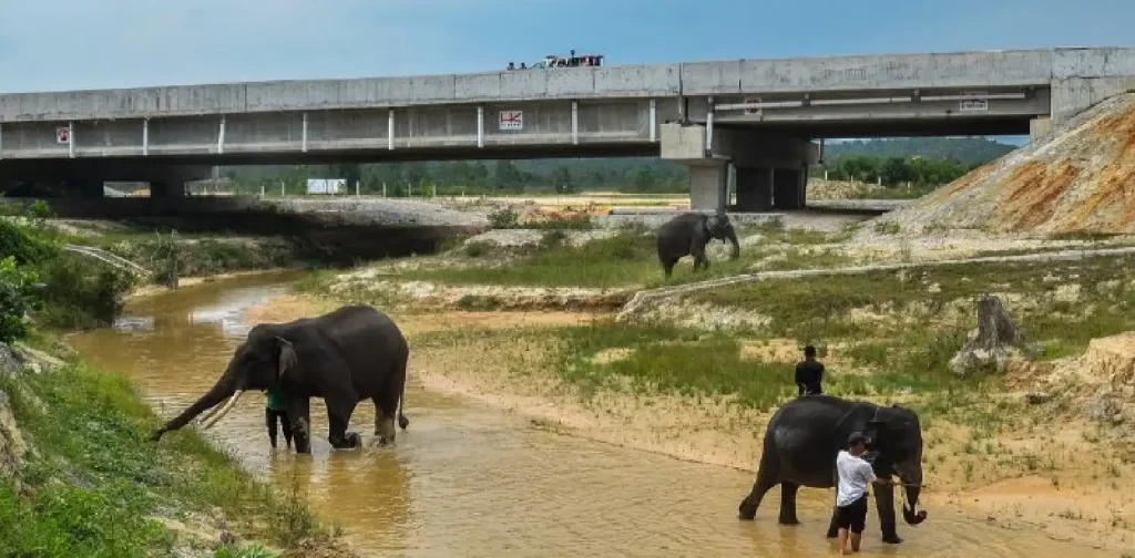 Terowongan perlintasan gajah di Jalan Tol Pekanbaru-Dumai