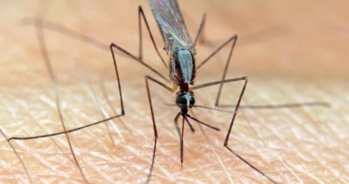 Seekor nyamuk menghisap darah di atas kulit manusia