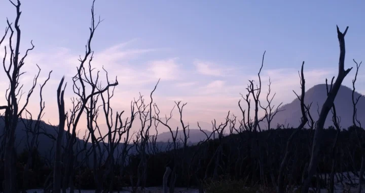 pepohonan gundul dengan latar gunung Papandayan
