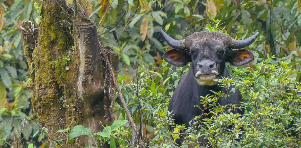 seekor mithun atau gayal, hewan yang mirip sapi, di tengah hutan