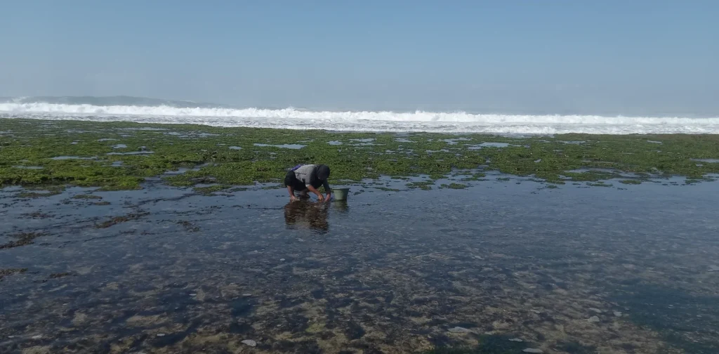 seorang perempuan berjongkok mengumpulkan bulu babi di pantai yang sedang surut