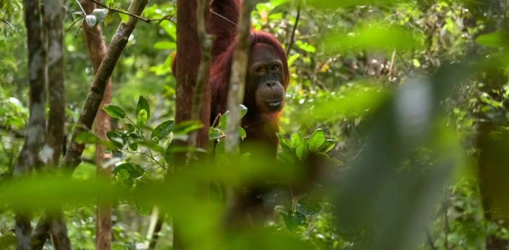 seekor orang utan bergelantungan di pohon