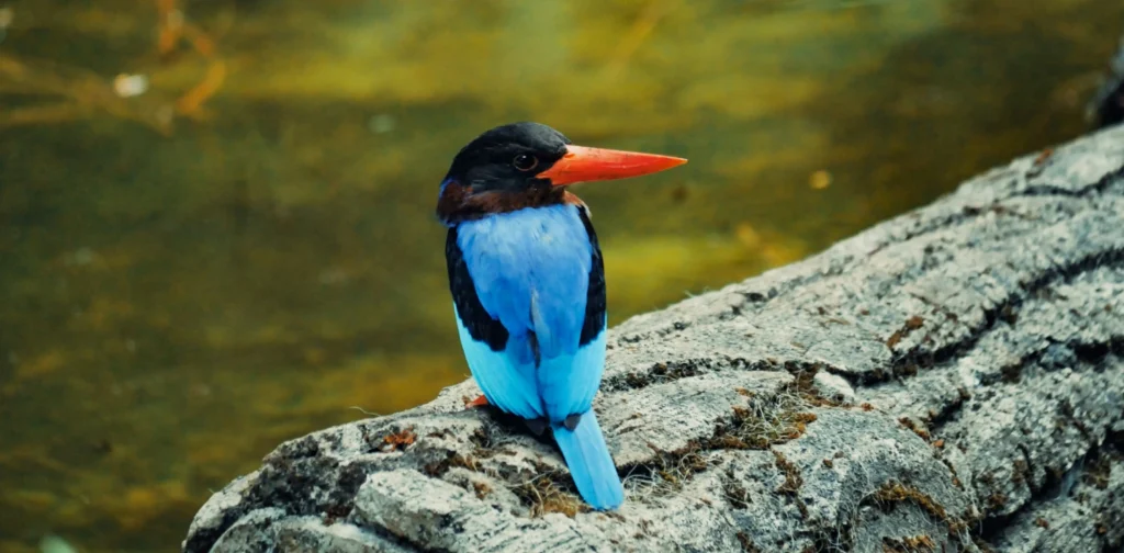 seekor burung berwarna biru-hitam bertengger di batang pohon yang tergeletak