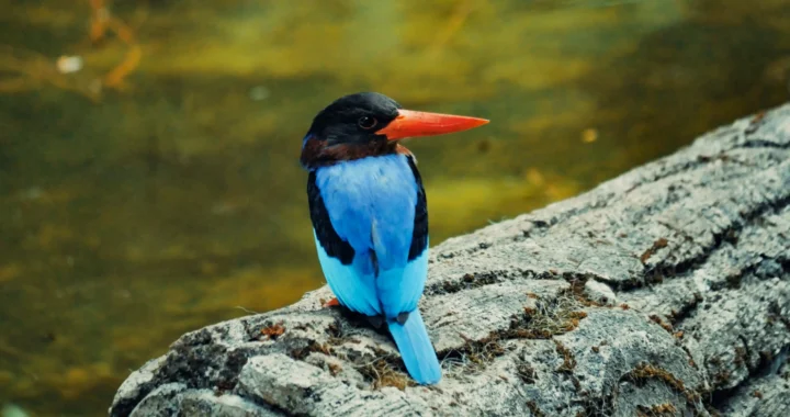 seekor burung berwarna biru-hitam bertengger di batang pohon yang tergeletak