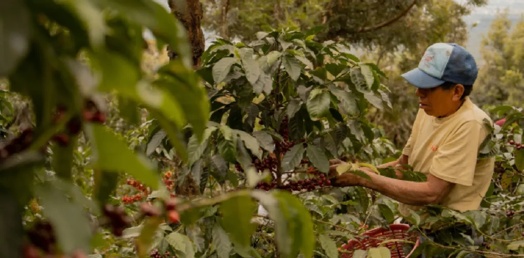 seorang petani mengenakan topi memetik biji kopi di kebun