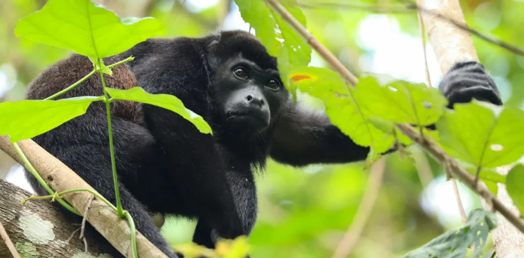 monyet howler hitam di pohon