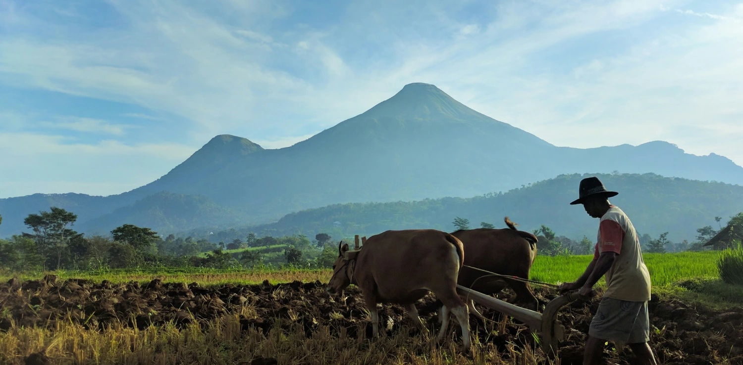 seorang petani dengan dua sapi membajak sawah dengan latar dua gunung di kejauhan