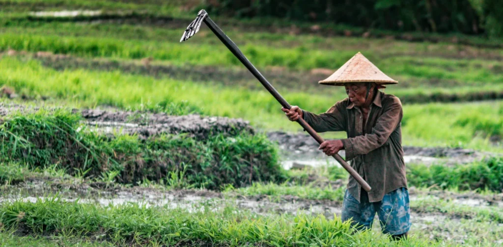 seorang petani dengan topi bundar membajak sawah dengan cangkul