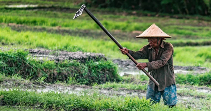 seorang petani dengan topi bundar membajak sawah dengan cangkul