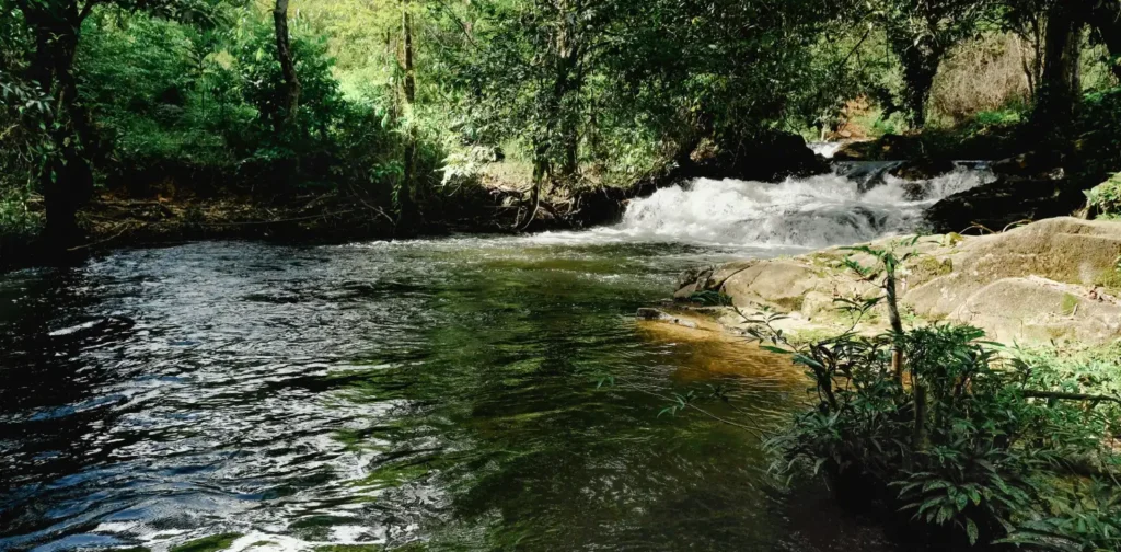 sungai mengalir di antara pepohonan hijau