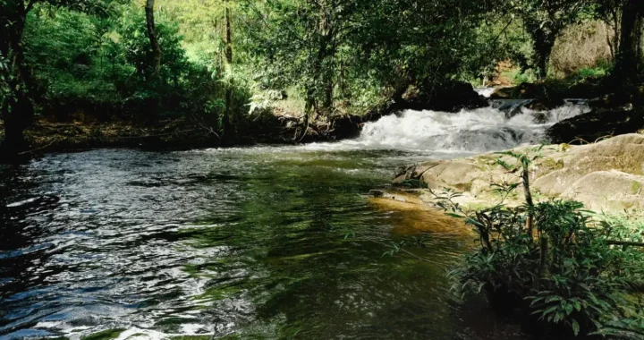 sungai mengalir di antara pepohonan hijau