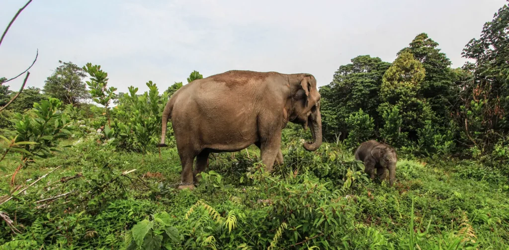 seekor induk gajah bersama anaknya di antara semak belukar dan pepohonan