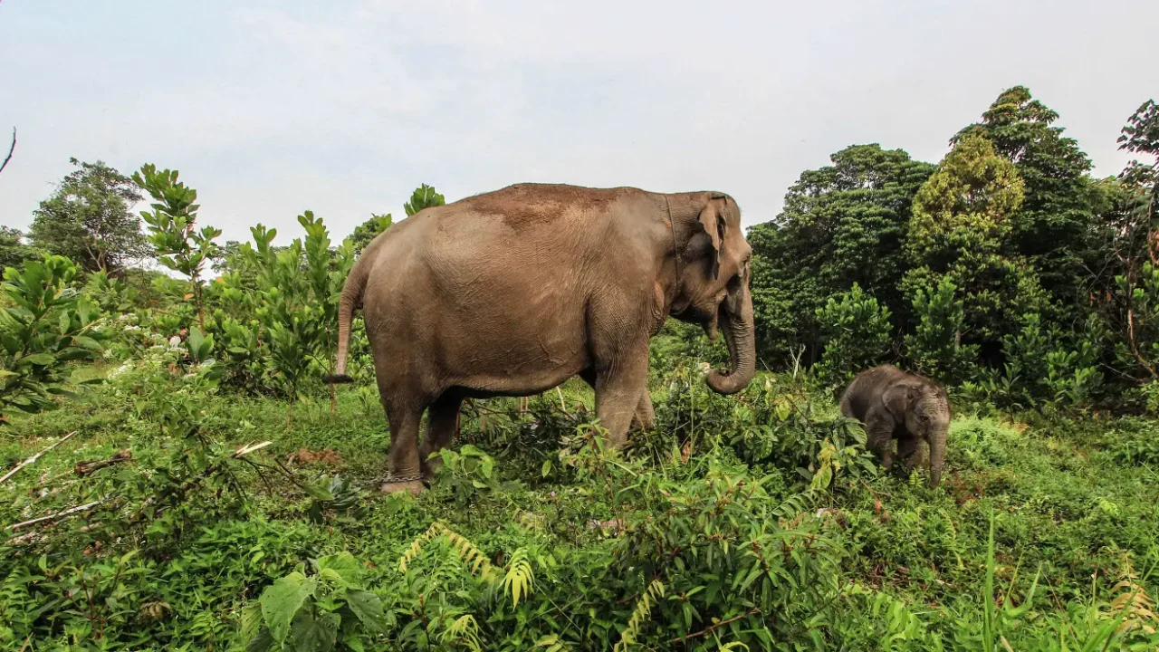 seekor induk gajah bersama anaknya di antara semak belukar dan pepohonan