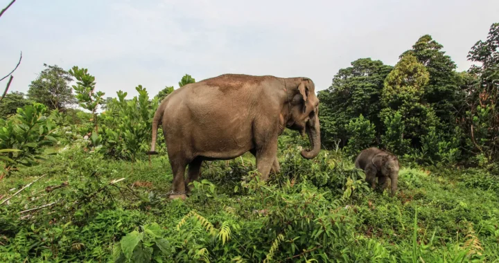 seekor induk gajah bersama anaknya di antara semak belukar dan pepohonan