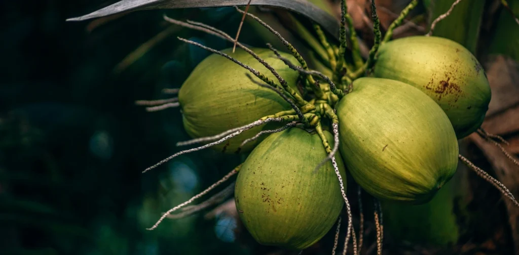 satu tandan buah kelapa di pohon