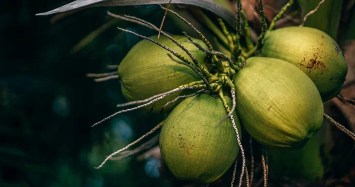 satu tandan buah kelapa di pohon