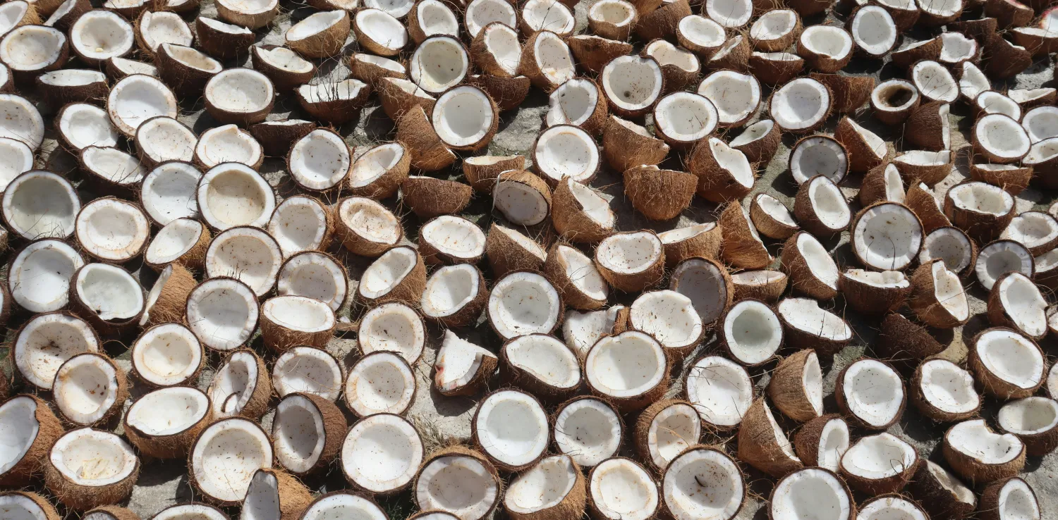 tumpukan buah kelapa tua yang sudah dibelah dua