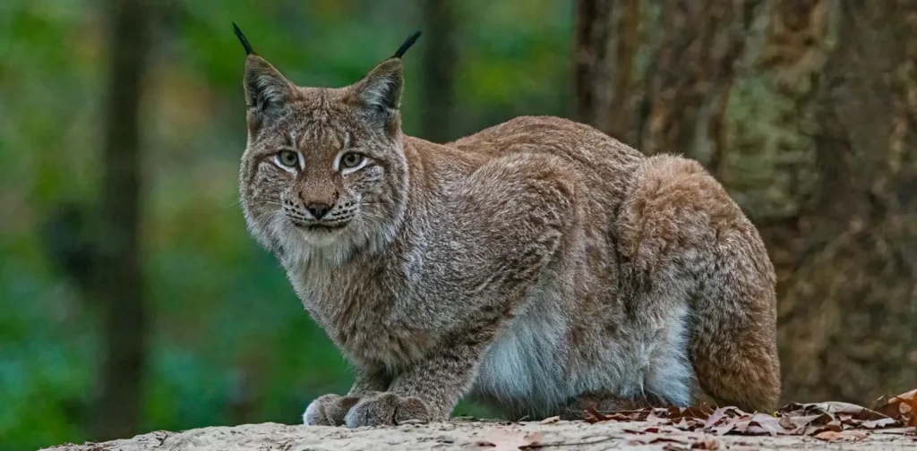 Seekor Lynx duduk di atas batu