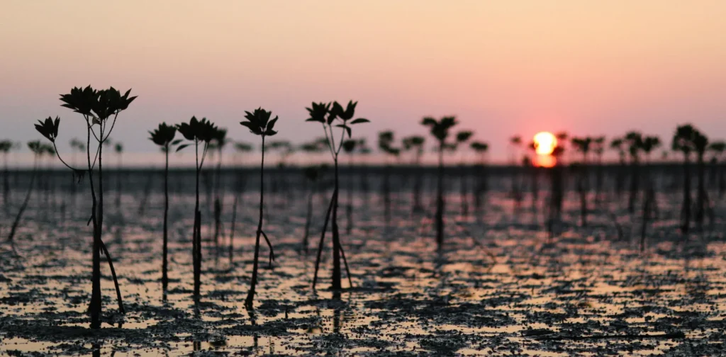 deretan tanaman mangrove yang masih kecil dengan latar matahari terbenam